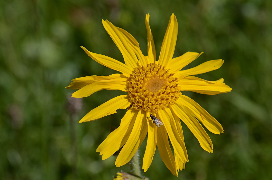 Arnica montana / Arnica